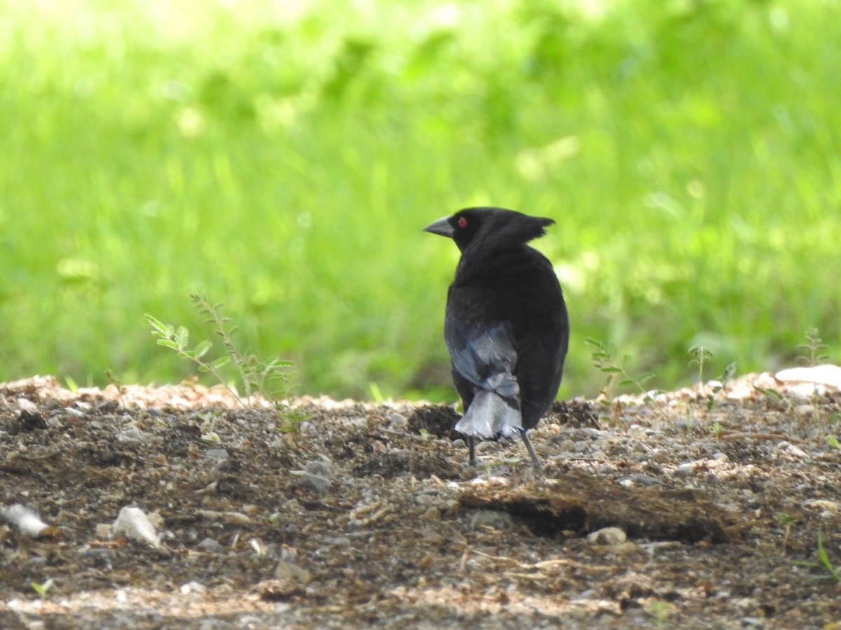 Bronzed Cowbird - ML449756351