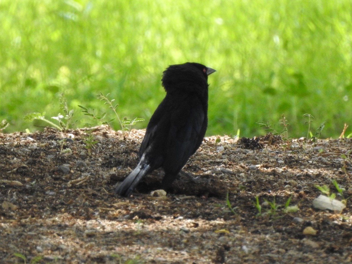 Bronzed Cowbird - ML449756371