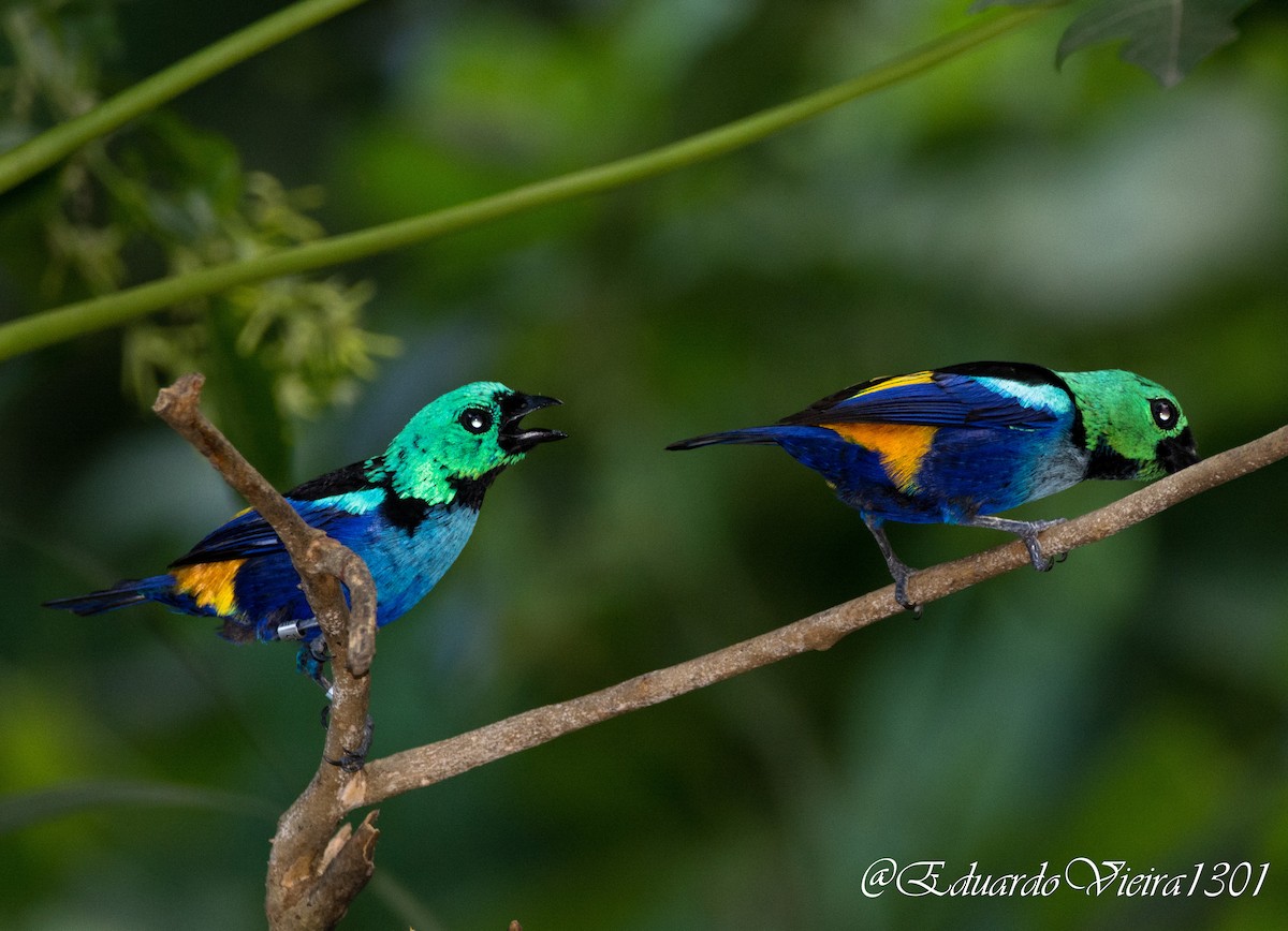 Seven-colored Tanager - Eduardo Vieira 17