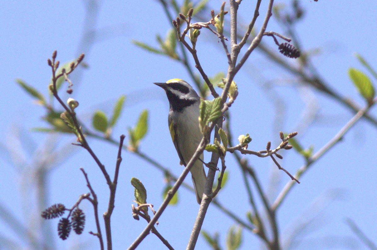 Golden-winged Warbler - Mary Powers