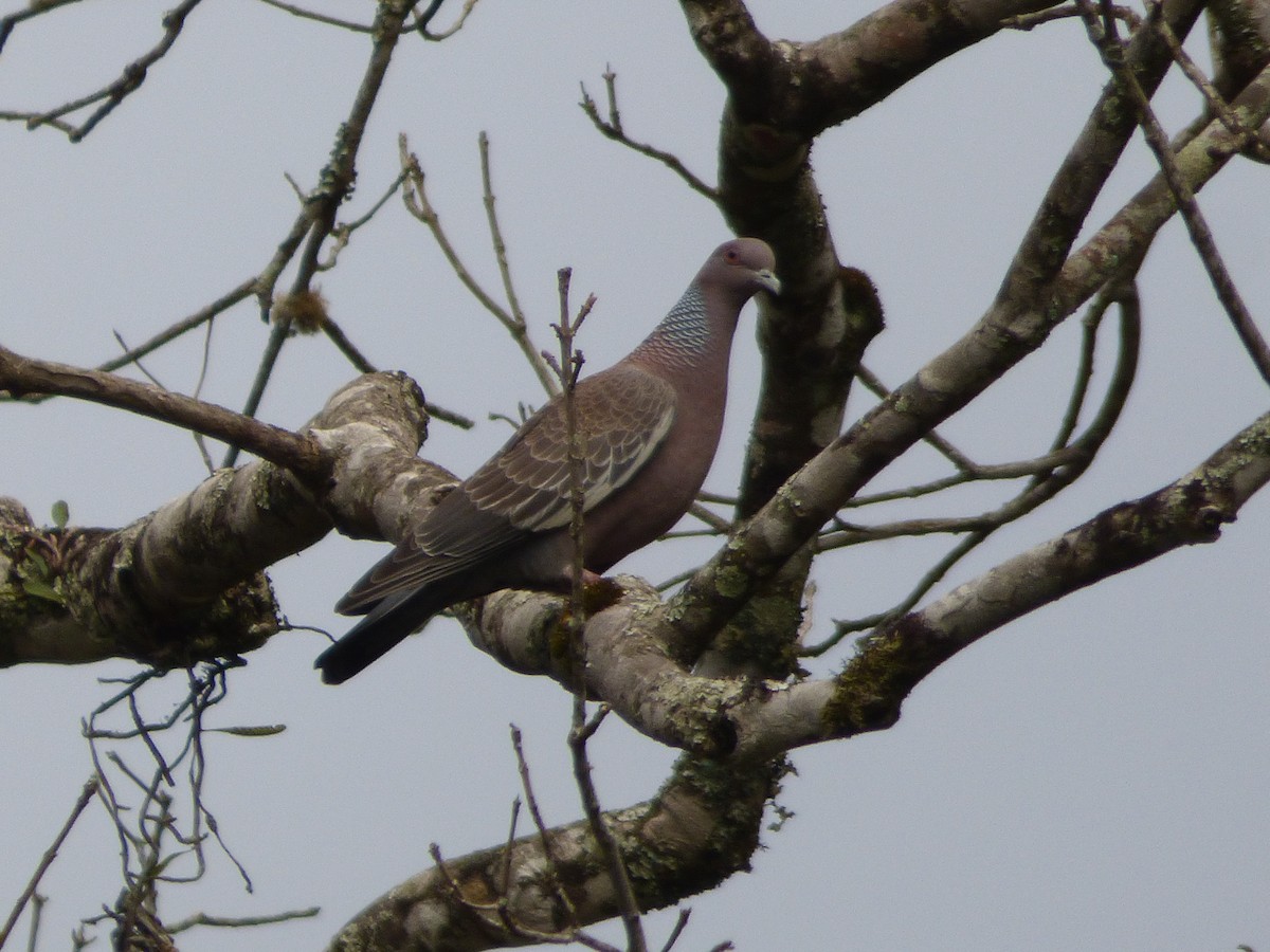 Picazuro Pigeon - ML449757141