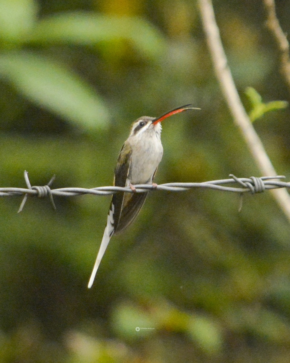 Sooty-capped Hermit - ML449757411