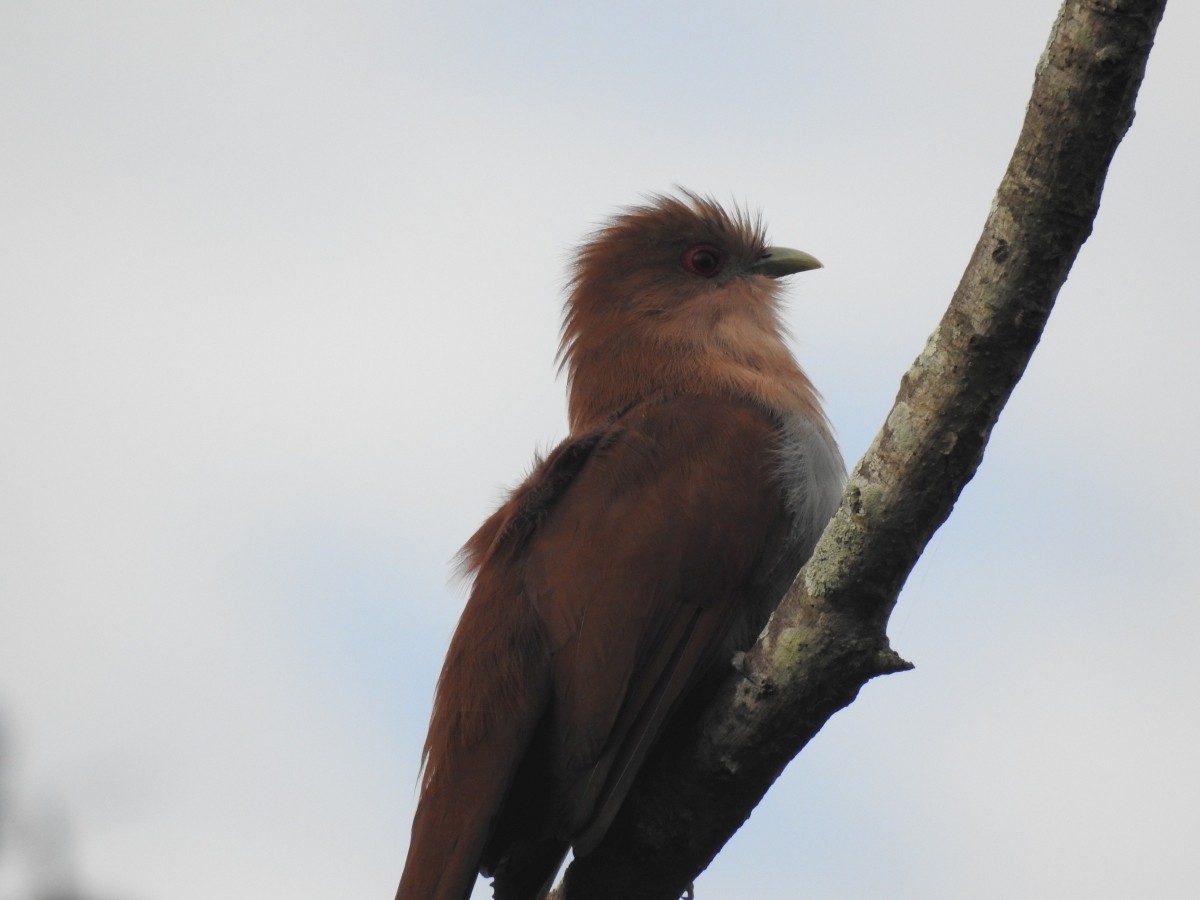 Squirrel Cuckoo - ML449757791