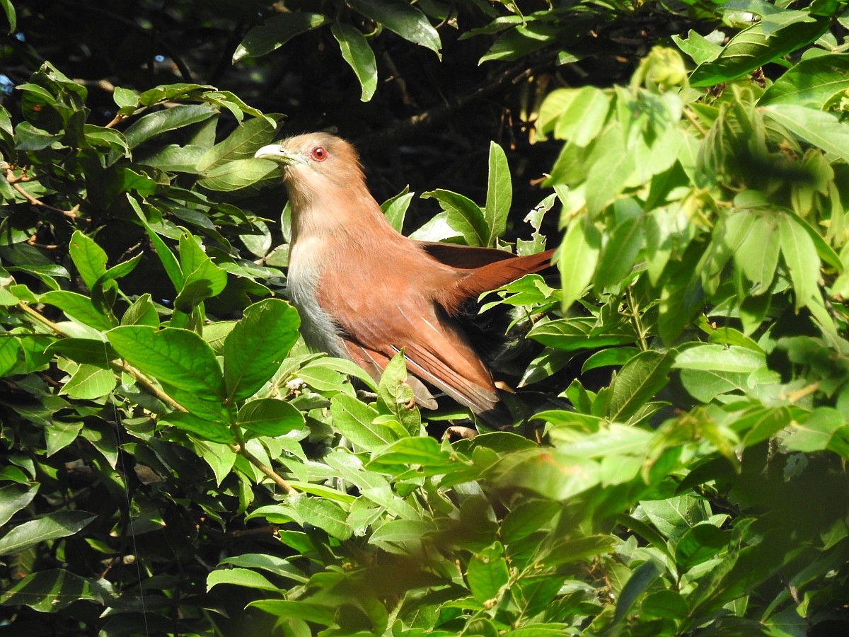 Squirrel Cuckoo - ML449757811