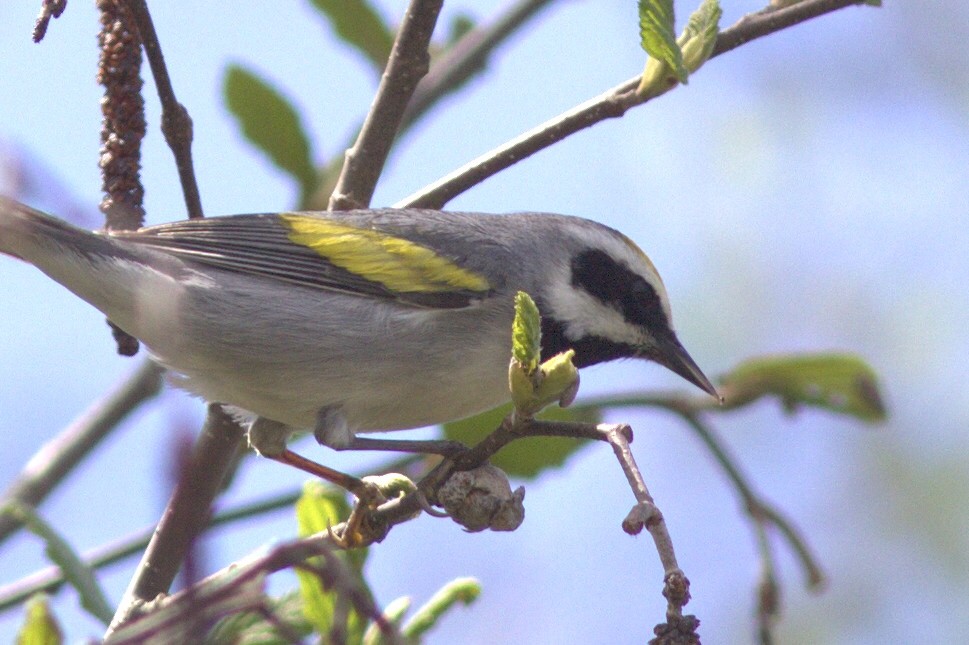 Golden-winged Warbler - Mary Powers