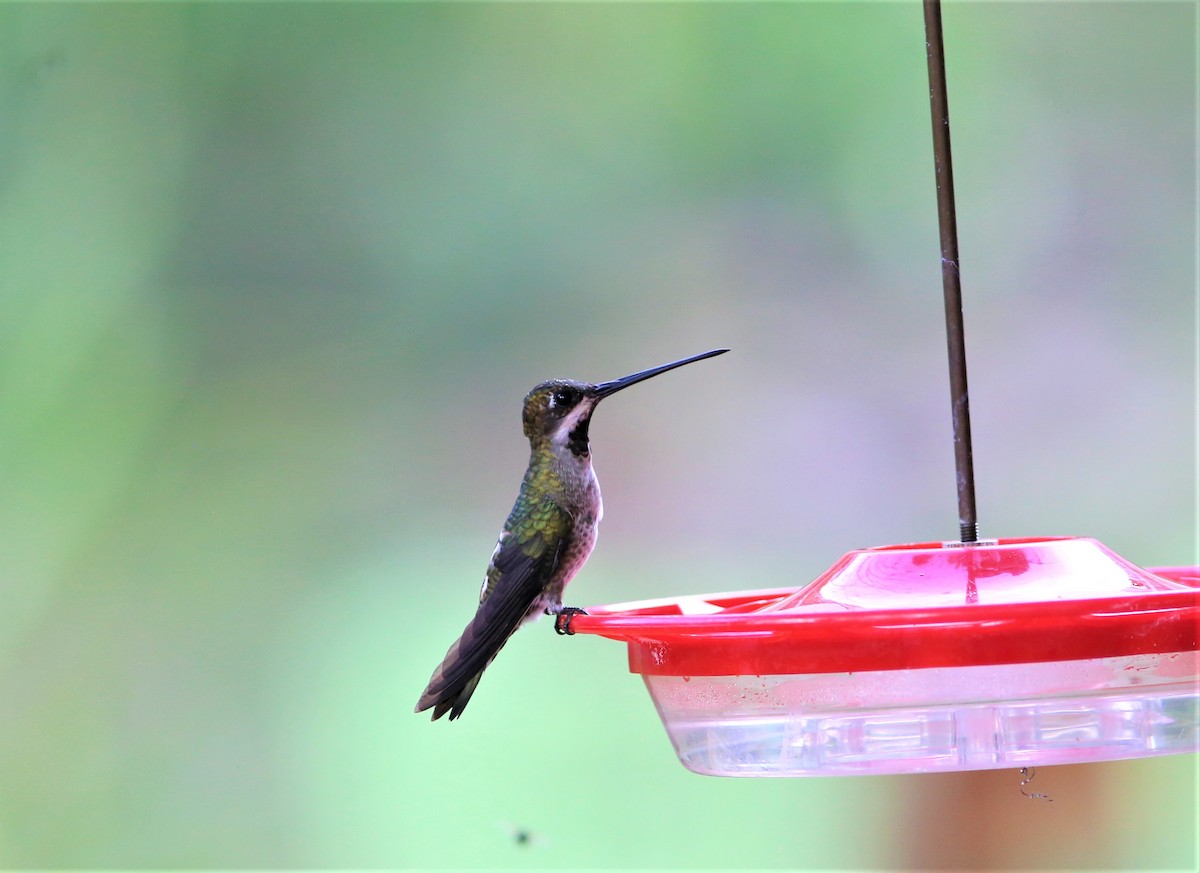 Colibrí Piquilargo - ML449757931