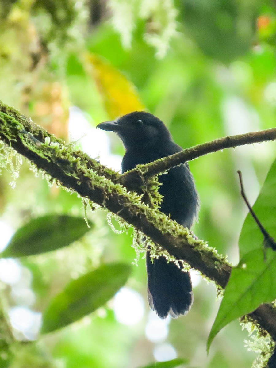 Black-hooded Antshrike - ML449757981