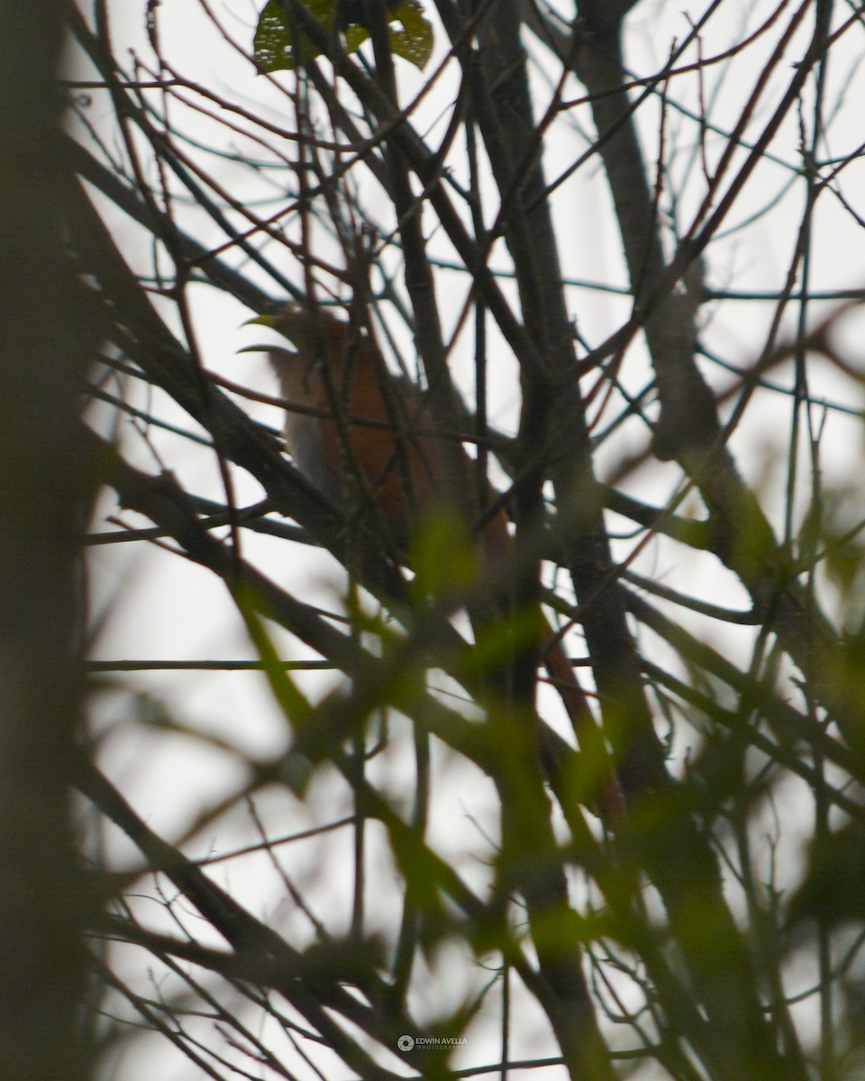 Squirrel Cuckoo - ML449758241