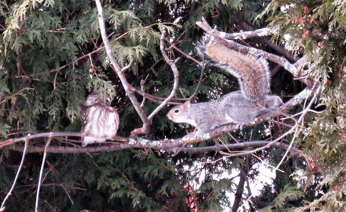 Northern Saw-whet Owl - ML44975921