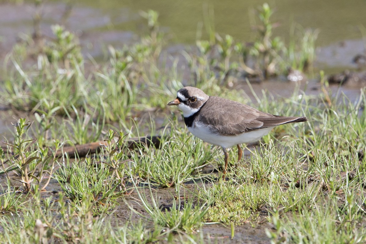 Semipalmated Plover - ML449759751