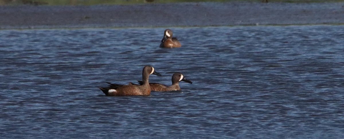 Blue-winged Teal - ML449759771