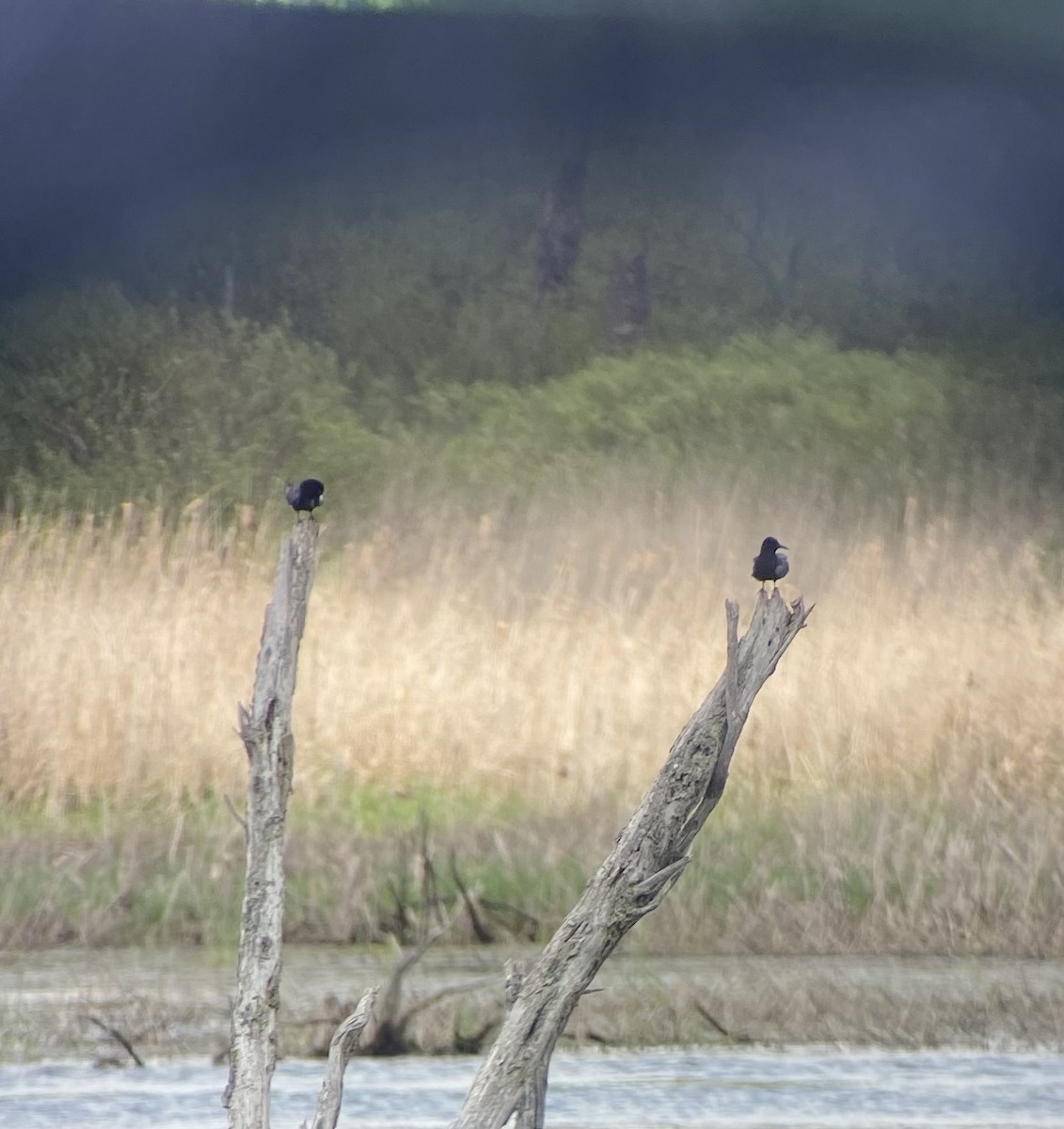 Black Tern - ML449759791