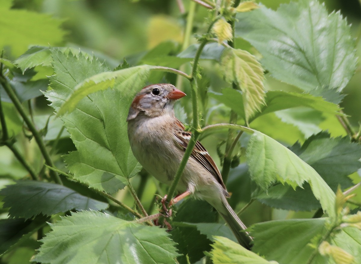 Field Sparrow - ML449760441