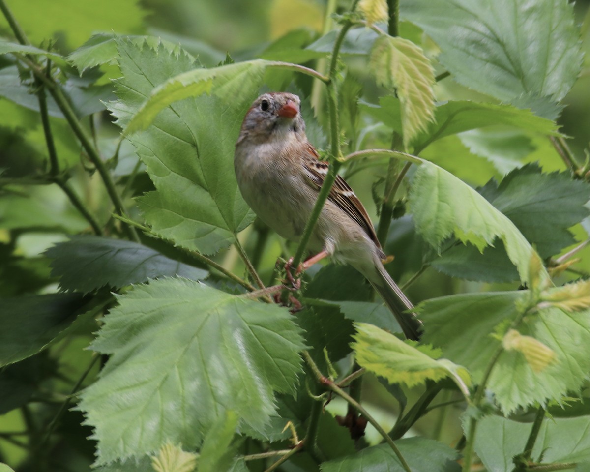Field Sparrow - ML449760661