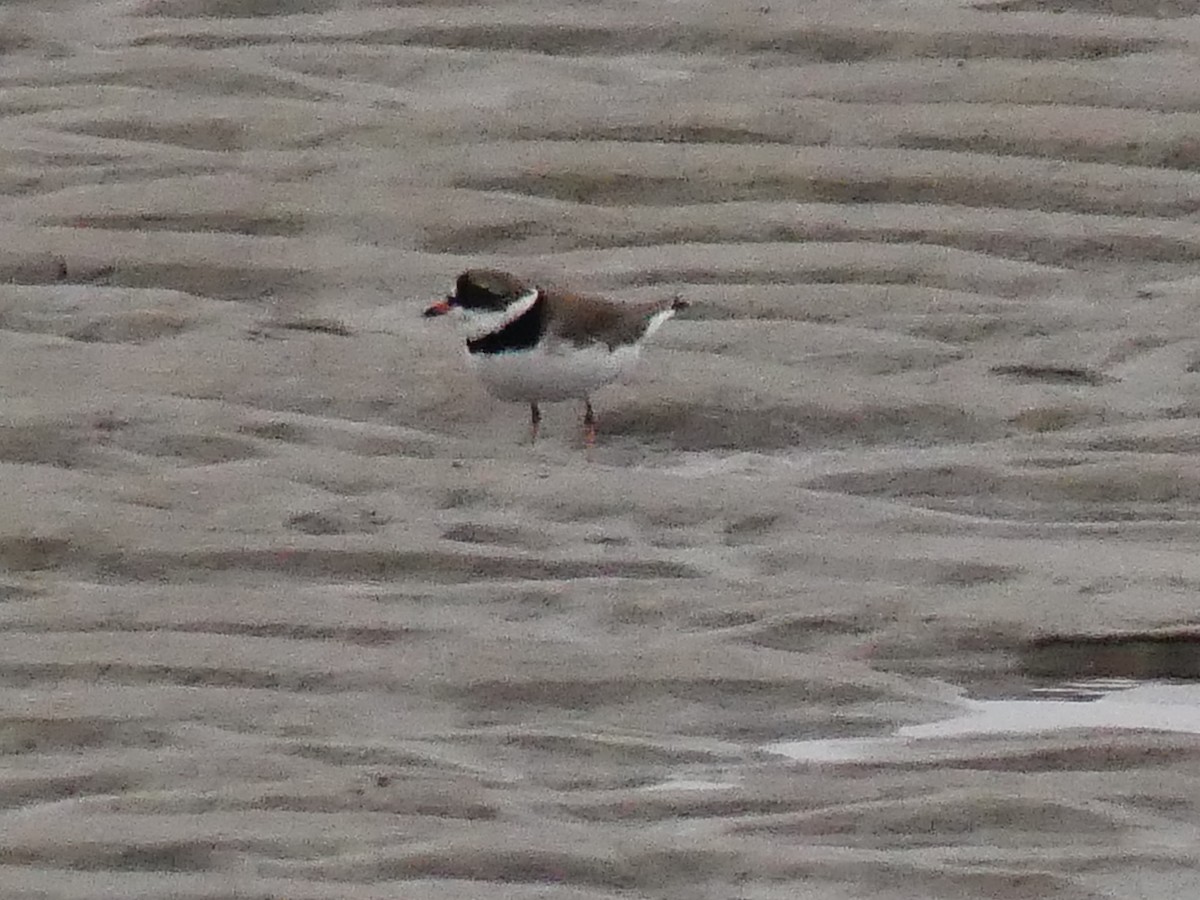 Semipalmated Plover - ML449761091