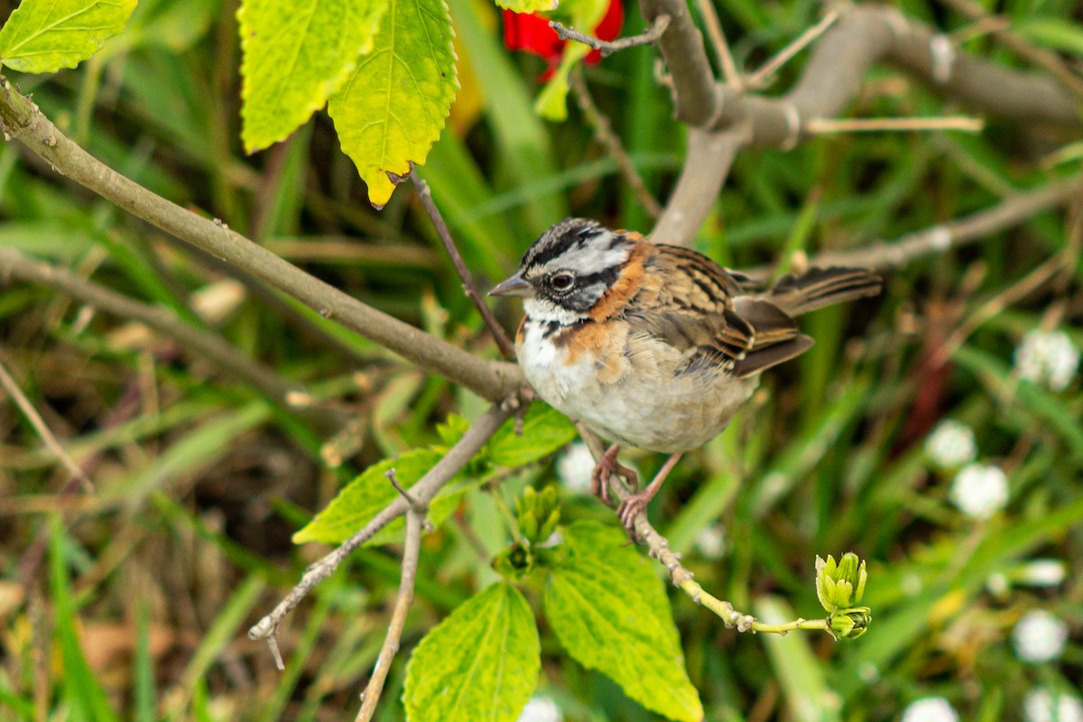 Rufous-collared Sparrow - ML449761481