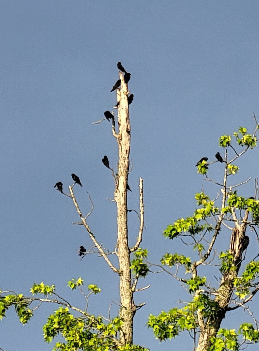 Purple Martin - ML449761781