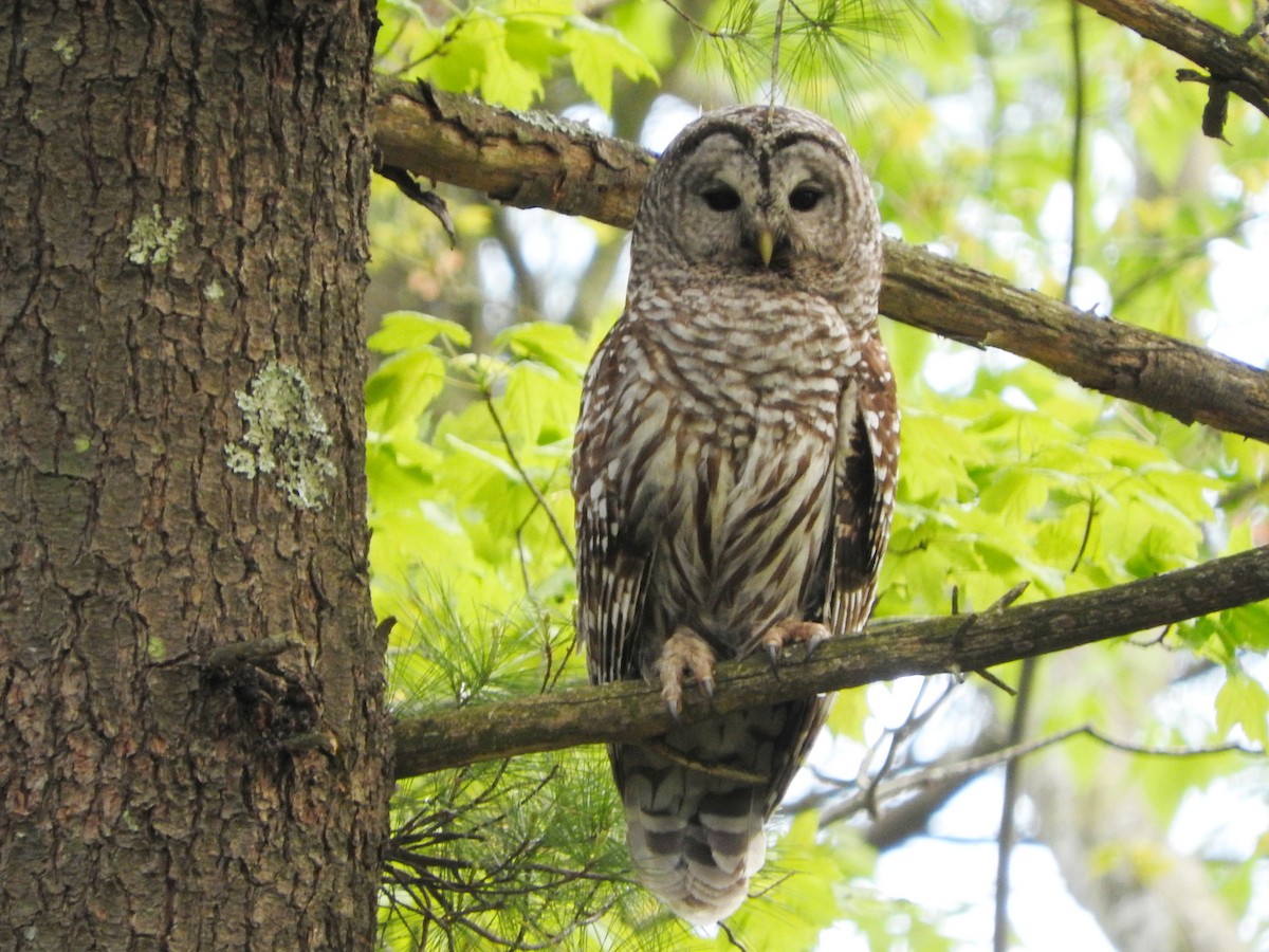 Barred Owl - ML449763961