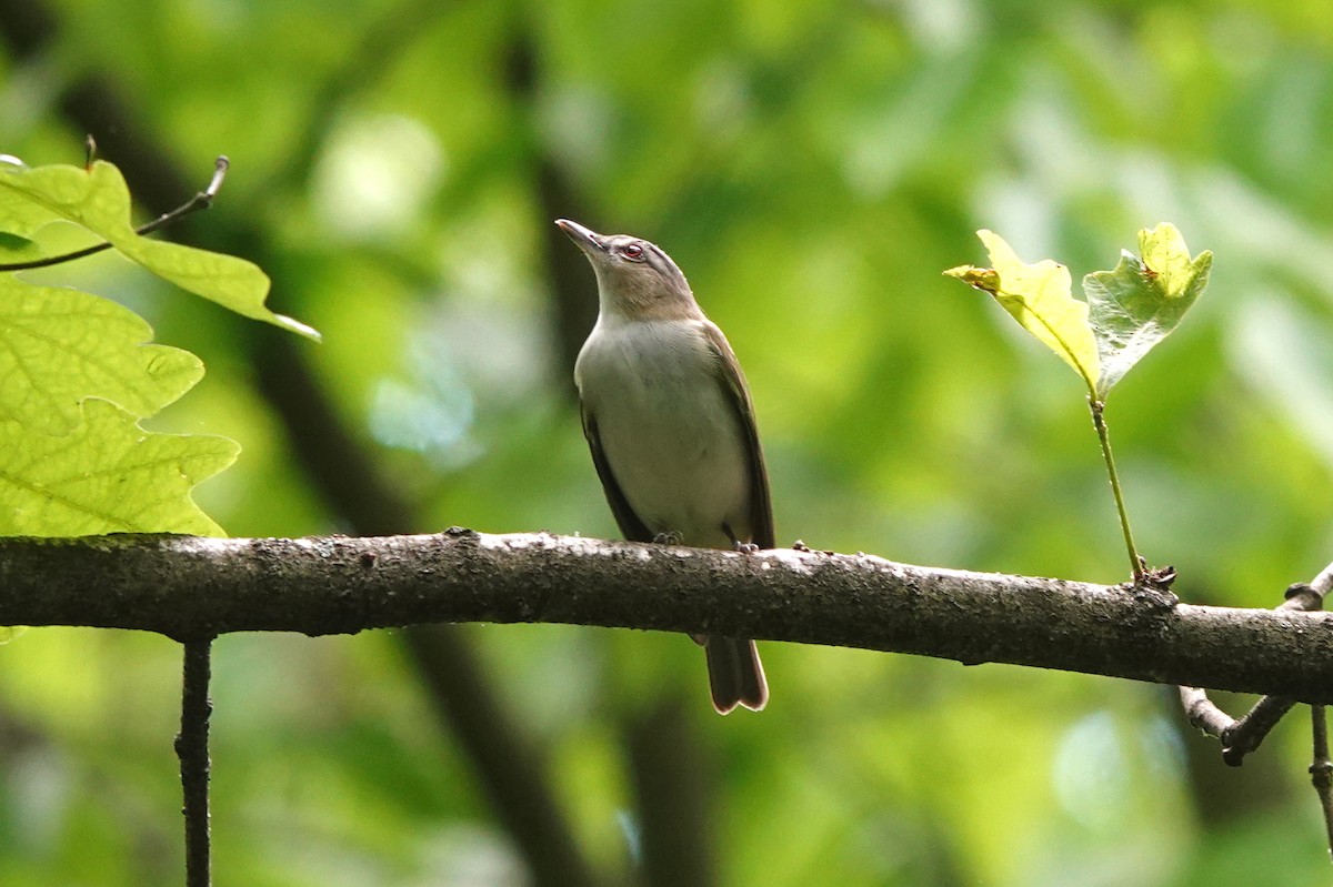 Red-eyed Vireo - ML449764611