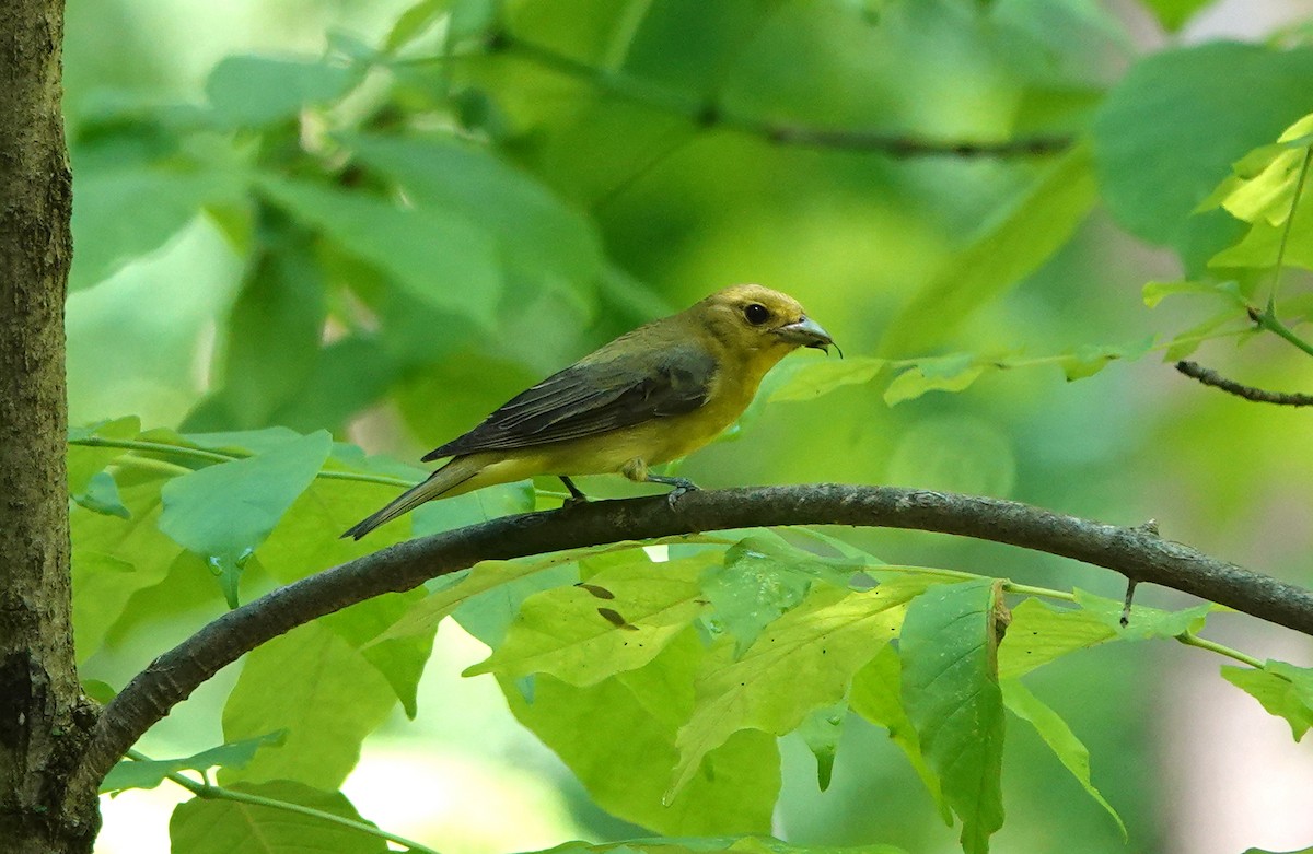 アカフウキンチョウ - ML449764771