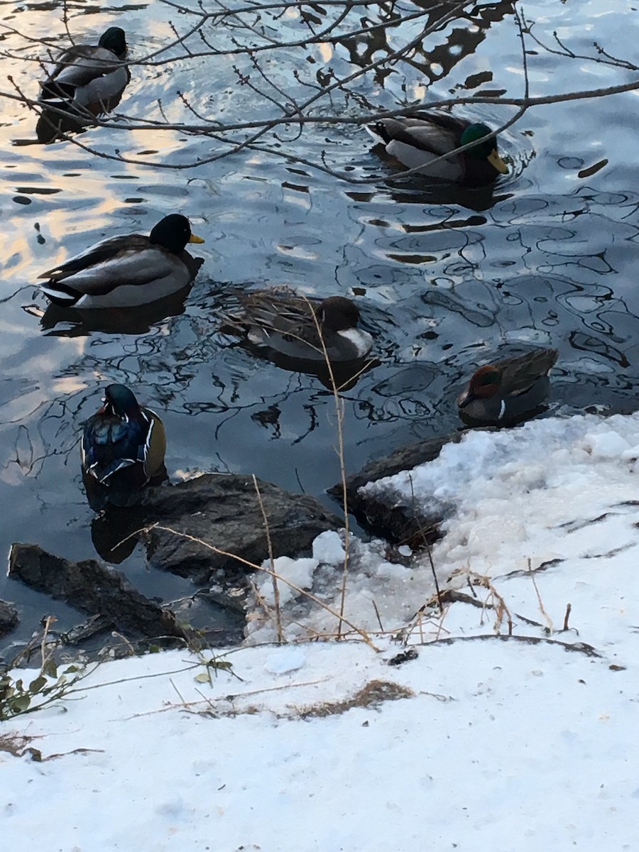 Green-winged Teal - ML44976541