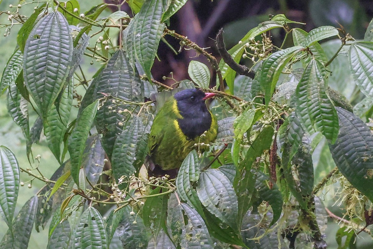 Green-and-black Fruiteater - Allison Miller