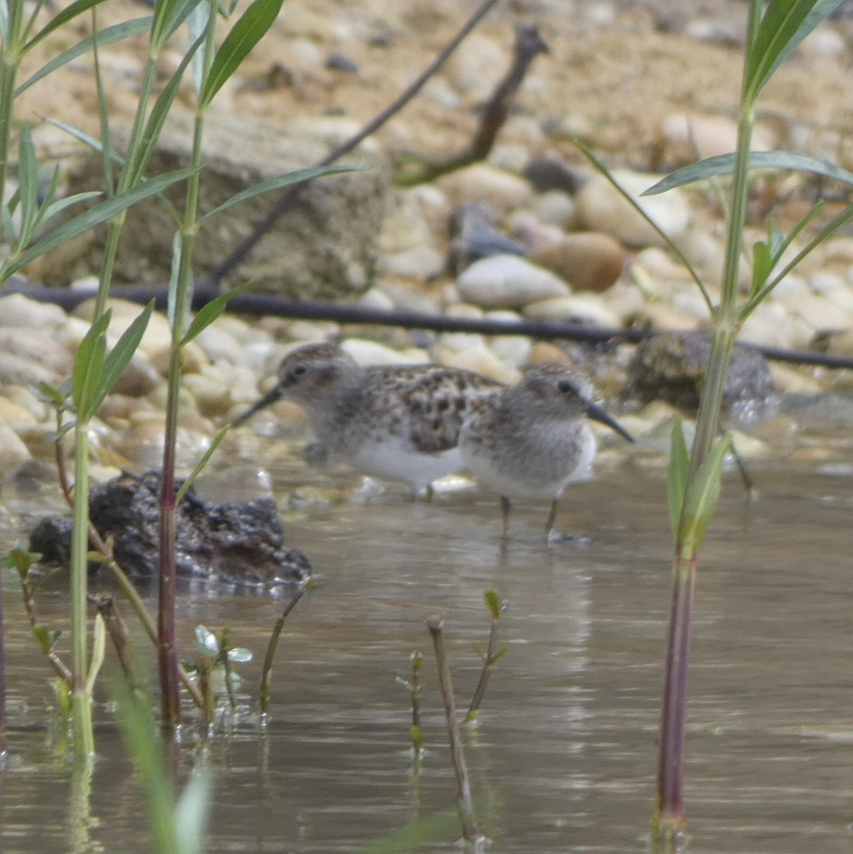 Least Sandpiper - ML449766121