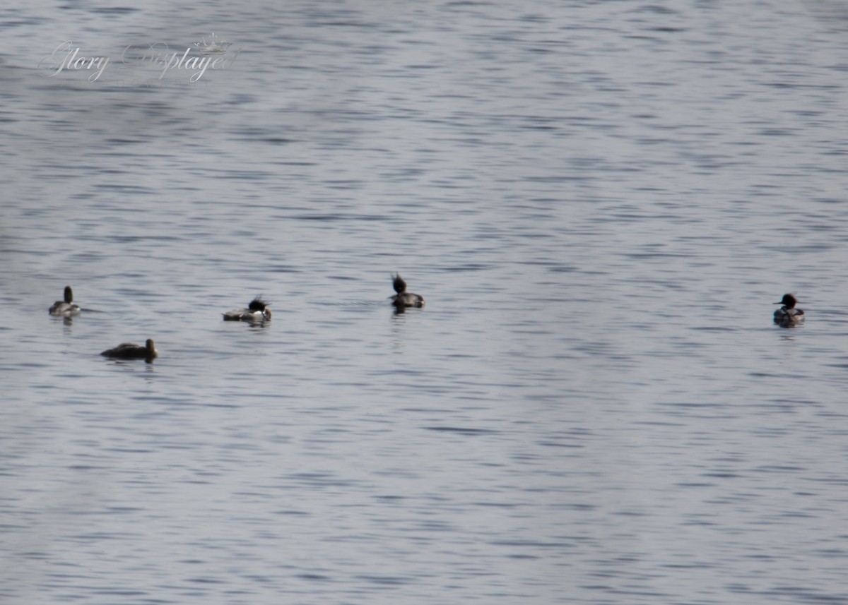 Red-breasted Merganser - ML449767271