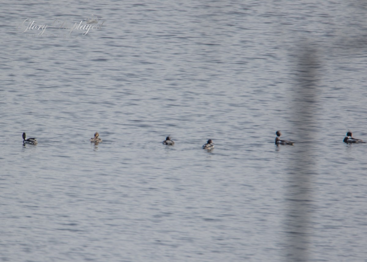 Red-breasted Merganser - ML449767281