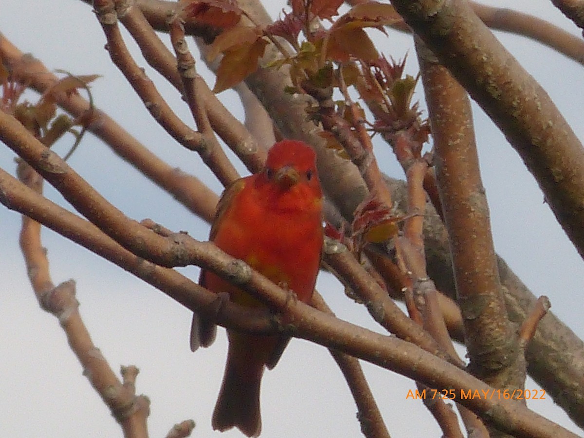 Summer Tanager - ML449768541