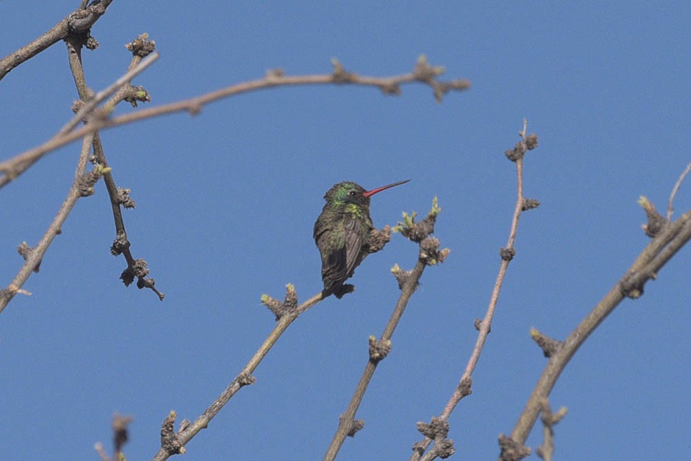 Broad-billed Hummingbird - ML449769631