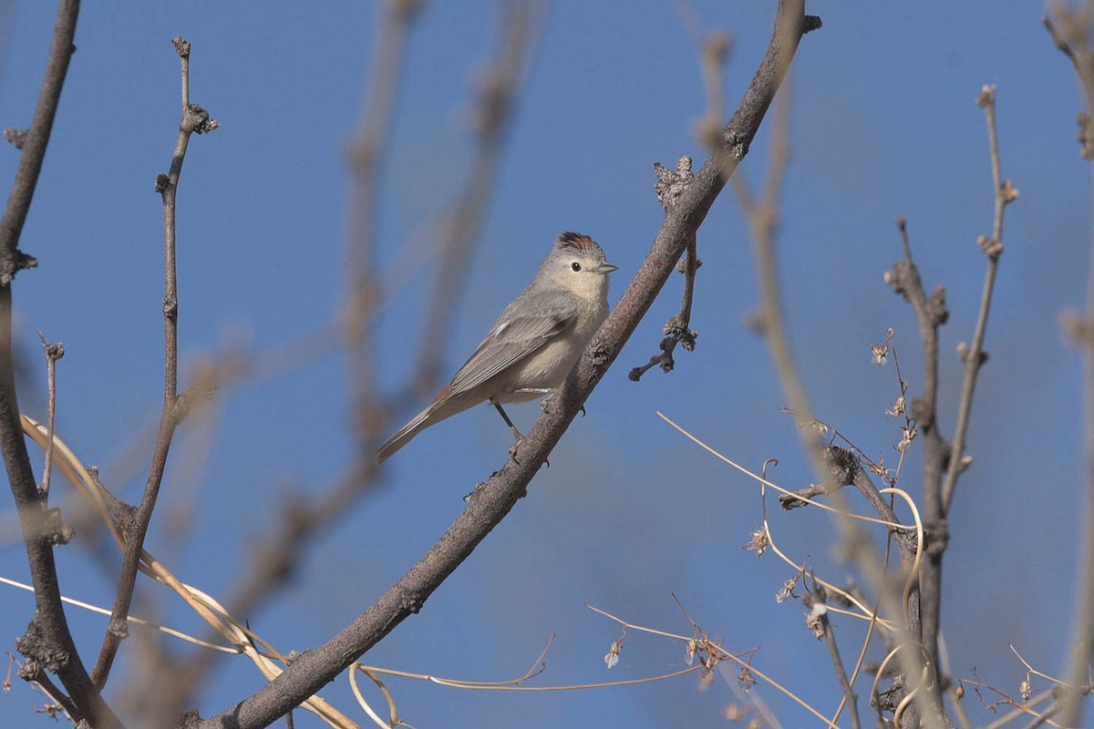 Lucy's Warbler - ML449769841