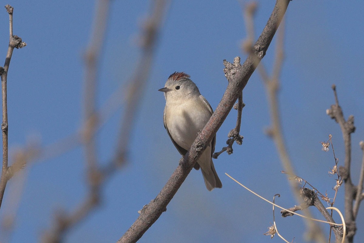 Lucy's Warbler - ML449769851
