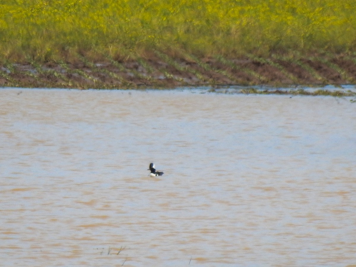 Hooded Merganser - Warren Massey