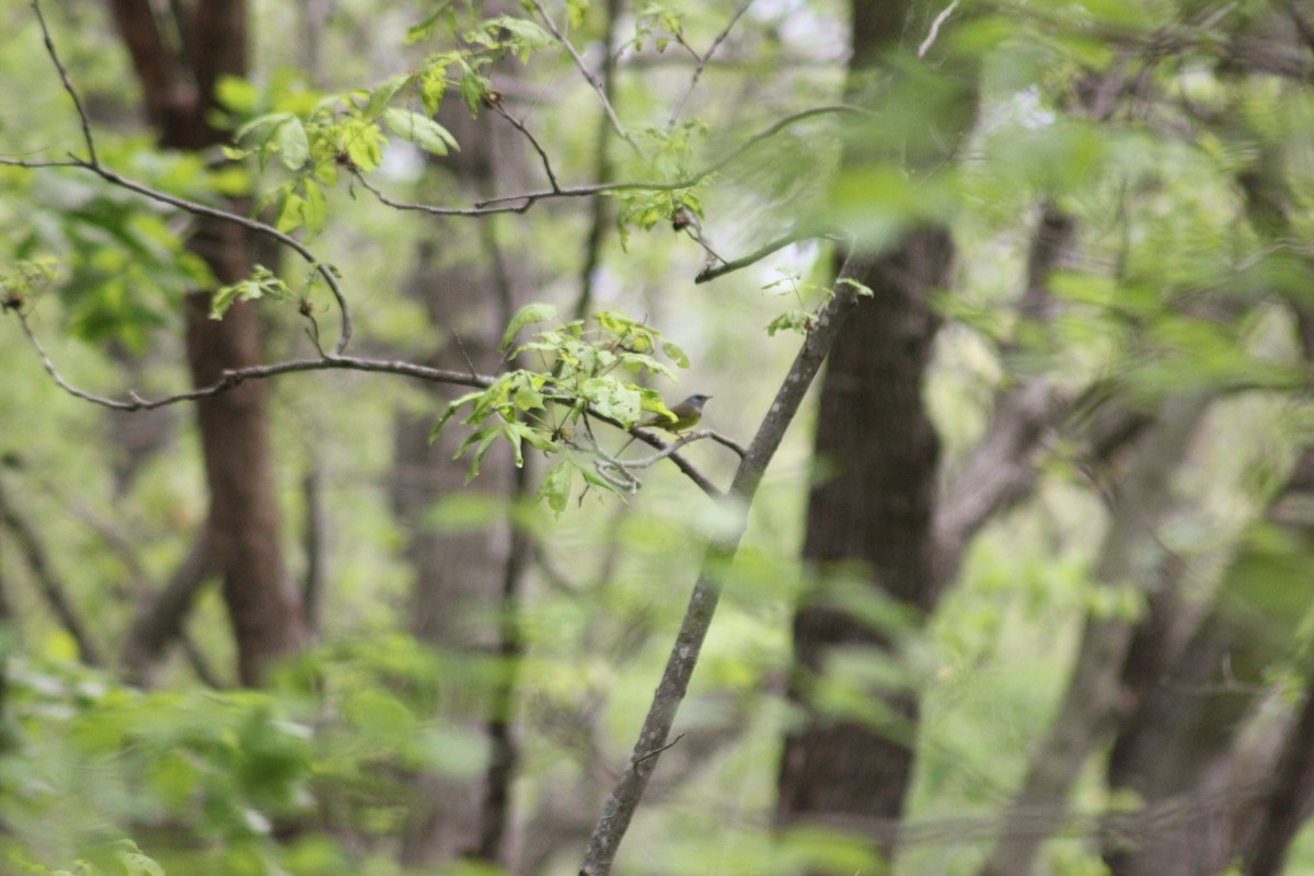 Mourning Warbler - ML449771221