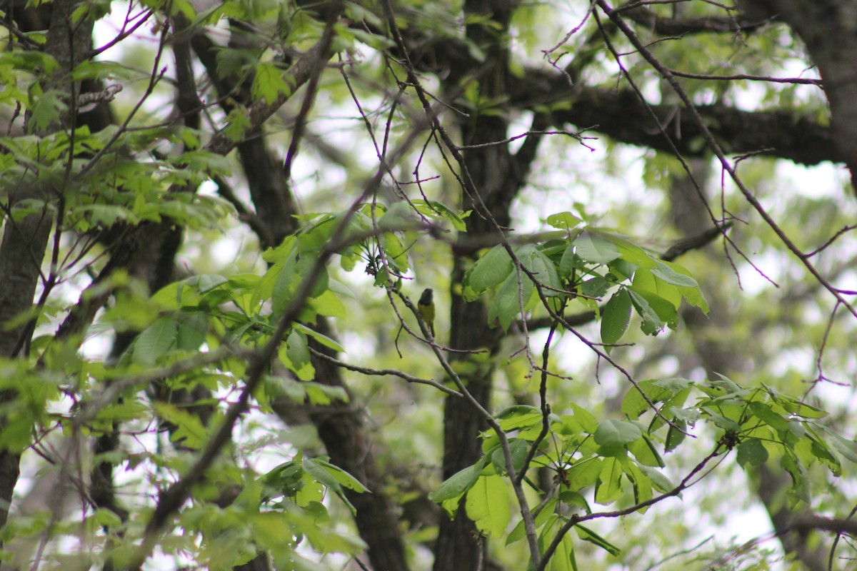 Mourning Warbler - Bill Blackburn