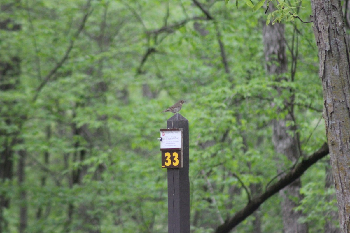 Swainson's Thrush - ML449771681