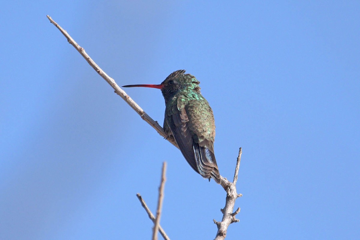 Broad-billed Hummingbird - ML449771961