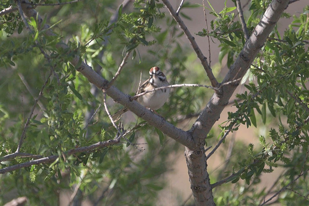 Lark Sparrow - ML449772161