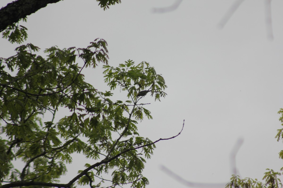 Black-throated Green Warbler - ML449772401
