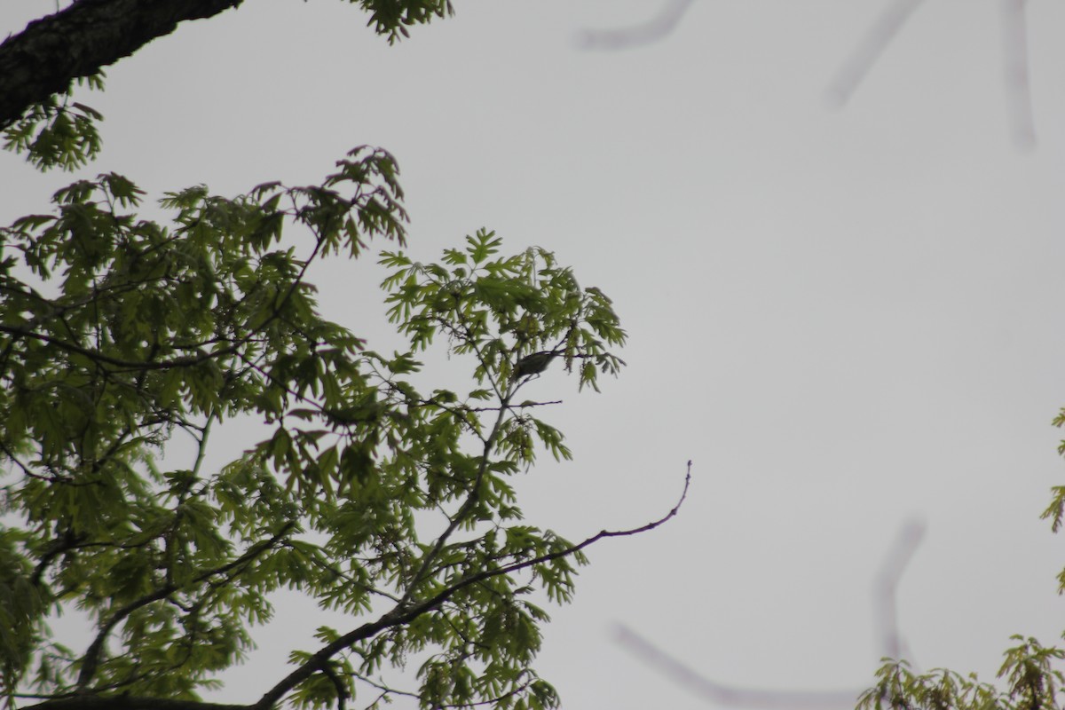 Black-throated Green Warbler - ML449772511