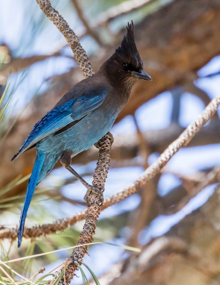 Steller's Jay - ML449772691