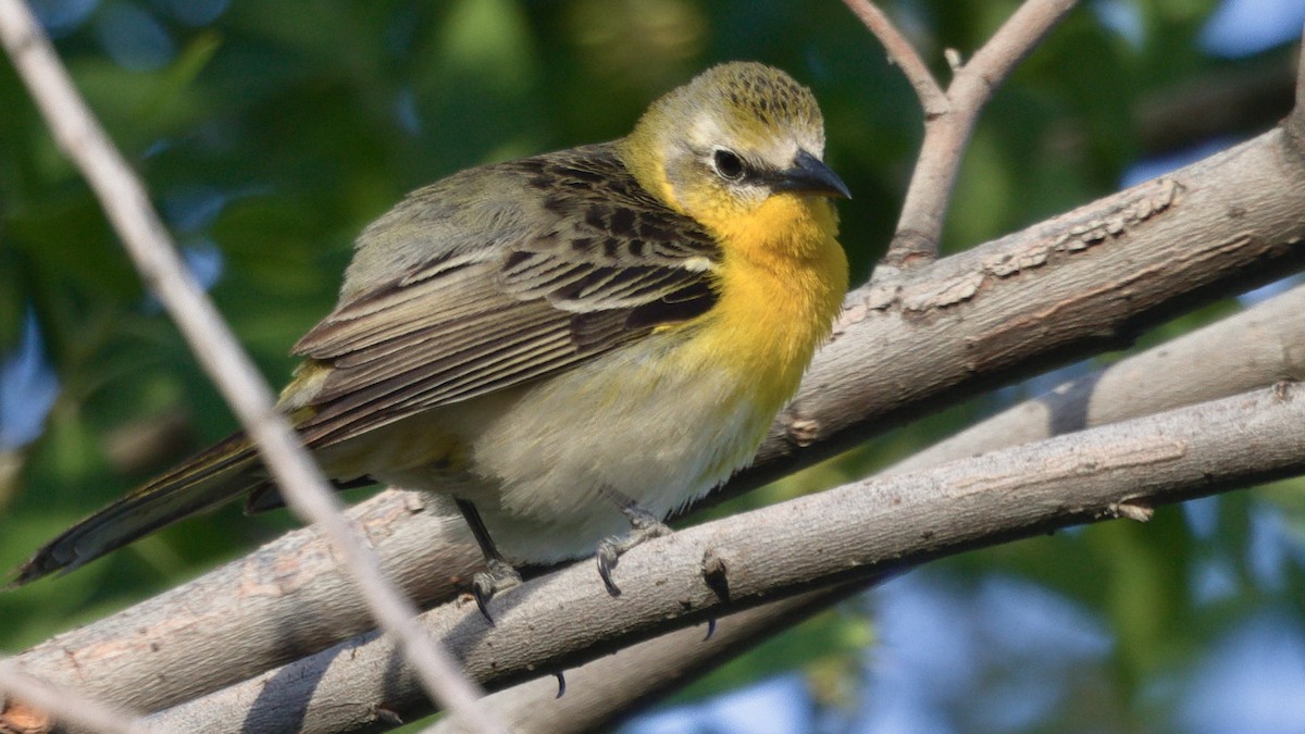 Yellow-breasted Chat x Hooded Oriole (hybrid) - ML449772731
