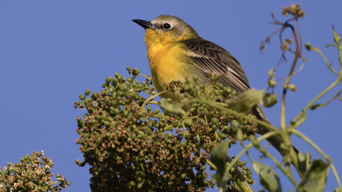 Yellow-breasted Chat x Hooded Oriole (hybrid) - ML449772741