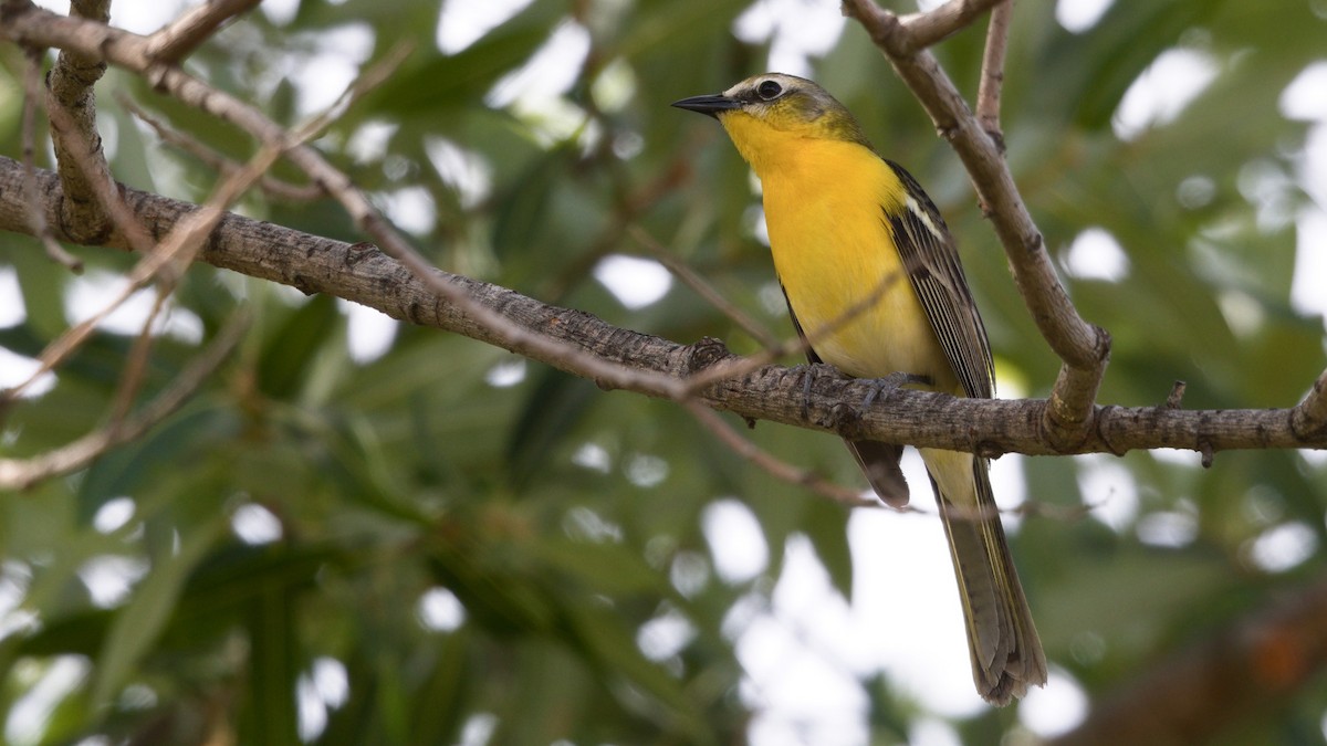 Yellow-breasted Chat x Hooded Oriole (hybrid) - ML449772751