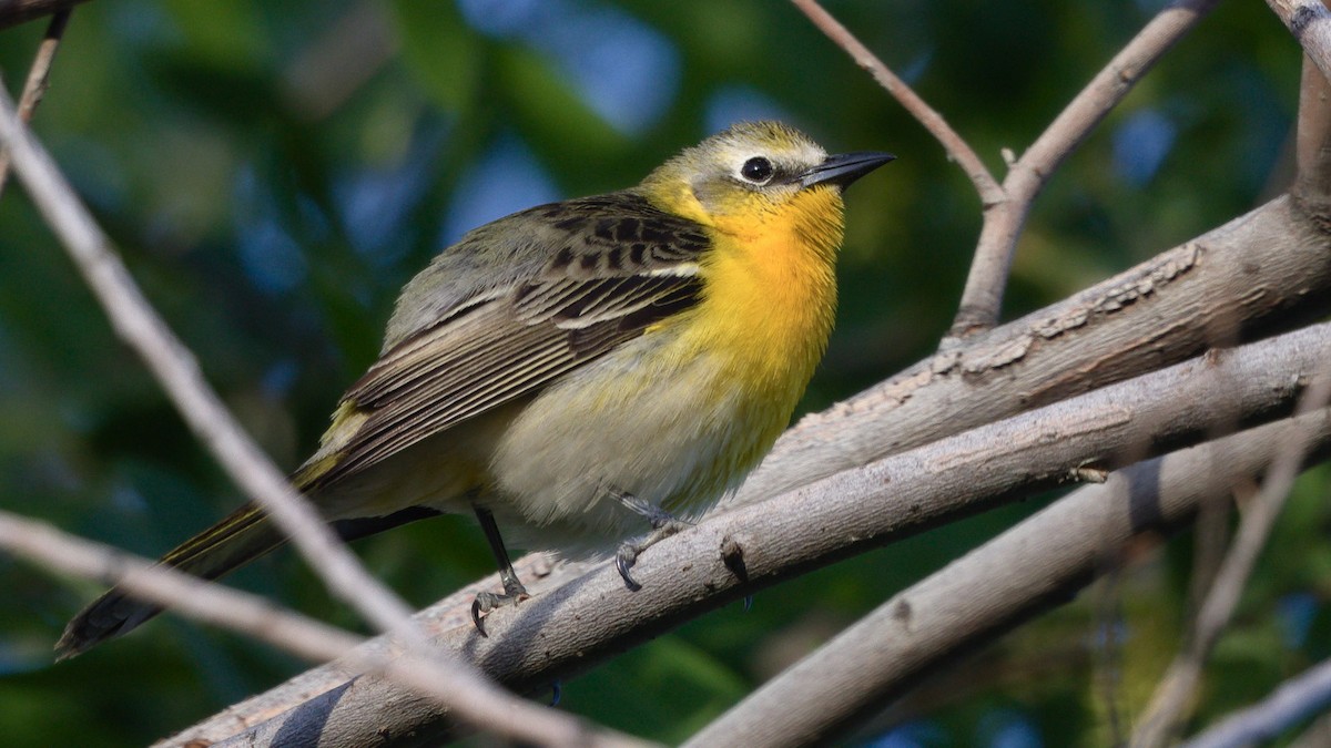 Yellow-breasted Chat x Hooded Oriole (hybrid) - ML449772761