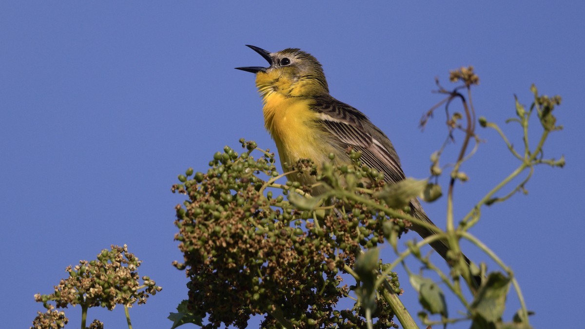 Yellow-breasted Chat x Hooded Oriole (hybrid) - ML449772781