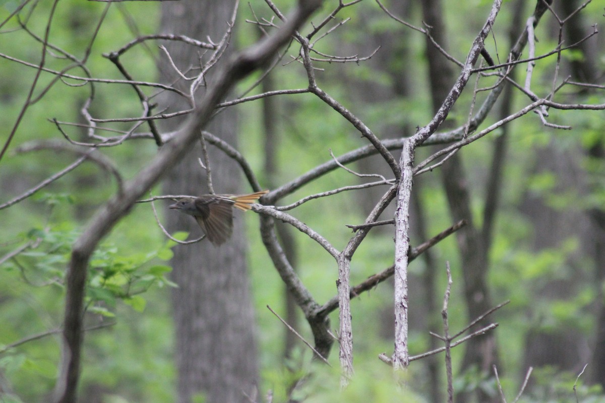 Great Crested Flycatcher - ML449774631