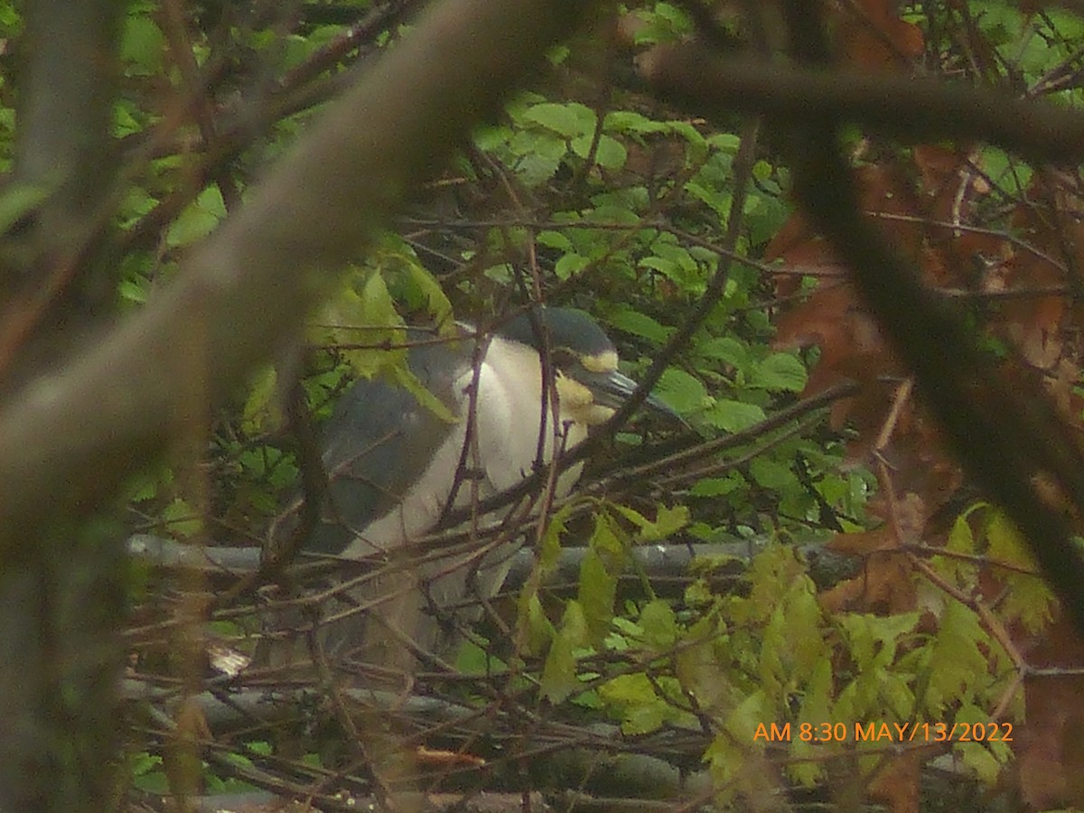Ногоовор зашин - ML449775751