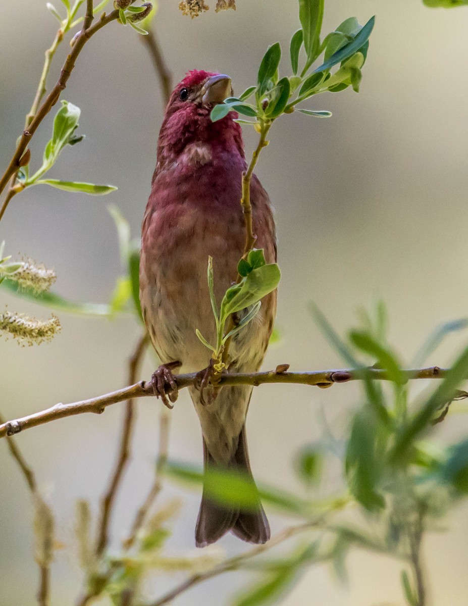 Purple Finch - ML449775781